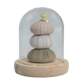 Cupolă Luminoasă Florală – 3 Arici De Mare – LED USB